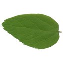 SCD_HopSkipJump_leaf3