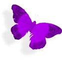 purple butterfly