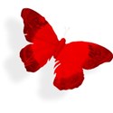 red butterfly