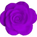 purple rose