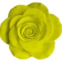 yellow rose