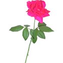 pink_rose