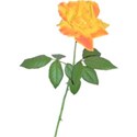 yellow_rose