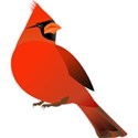 cardinal