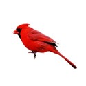 Cardinal 2