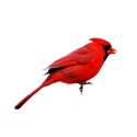 Cardinal 2a