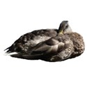 Duck resting