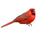 Cardinal 1