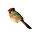 Cardinal Female