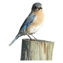 Eastern Bluebird 2