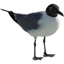 Laughing Gull