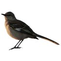 Northern Mockingbird 1