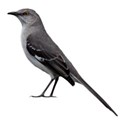 Northern Mockingbird 2