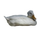 White duck 1