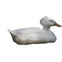 White duck 2