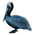 Pelican