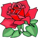 rose