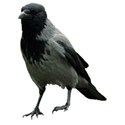 Hooded Crow