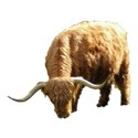 Highland Coo 2