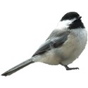 Chickadee