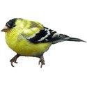 Goldfinch