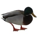 Mallard Duck male
