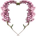 kitd_forever_heartflower