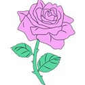 pinkrose