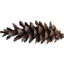 kitc_winterwishes_pinecone