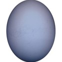 kitc_todyefor_eggblue