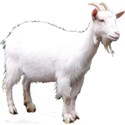 goat small