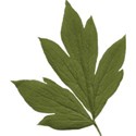 kitc_randr_leaves2