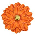 bcs_orange_flower