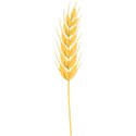 kitc_atthepatch_wheat