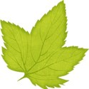 kitc_atthepatch_leaf2