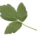 kitc_hopon_leaves