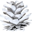 kitc_freshpowder_pinecone1