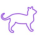 Cat purple