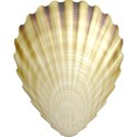 shell1_seaside_mikki