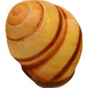 SHELL3_mikkilivanos