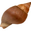 SHELL2_mikkilivanos