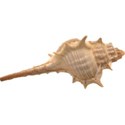 SHELL1_mikkilivanos