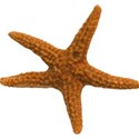 STARFISH_mikkilivanos