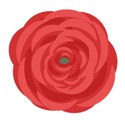 jennyL_ranunculus_4
