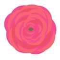 jennyL_ranunculus_20