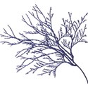 bluebranch