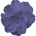 blue flower5