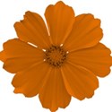 orange flower