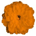 orangeflower56