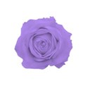 purple rose